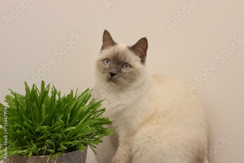Portrait einer Katze mit Katzengras