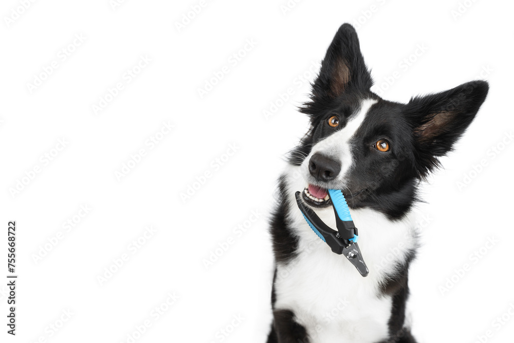 Happy black and white border collie holds a blue nail clipper in his teeth and sits with it on a white background. Take care of the dog. Isolated dog. Dog Claw Care