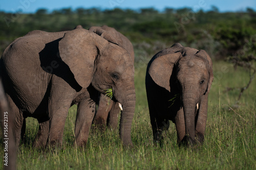 Group of elephants, ( loxodonta africana ), eating lush green grass, Masai Mara, Kenya