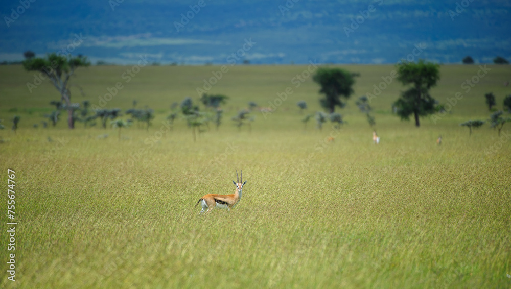 Landscape of African bush with single springbok in foreground looking at camera., with lush green grass in front and blurred background. Masai Mara, Kenya, Africa