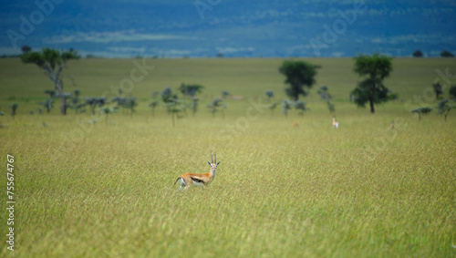 Landscape of African bush with single springbok in foreground looking at camera., with lush green grass in front and blurred background. Masai Mara, Kenya, Africa
