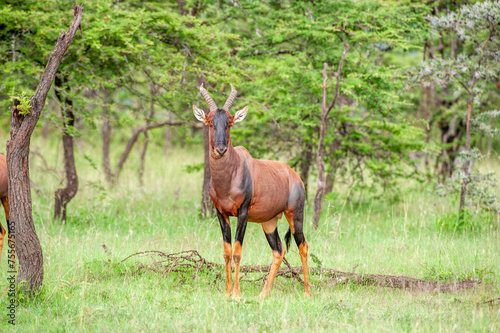 Single Tsessebe, (Damaliscus lunatus lunatus), antelope, looking at camera ,standing in green grass with trees in back ground, Masai Mara, Kenya, Africa
