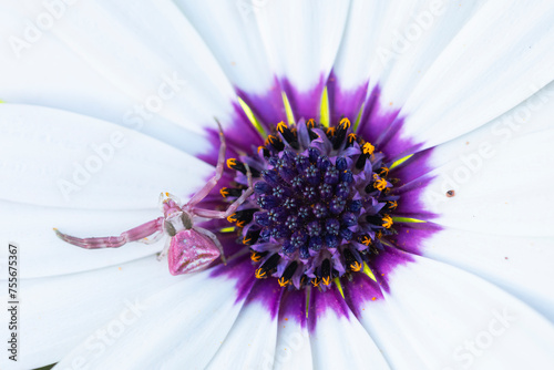 A pinkish crab spider awaits its prey on the contrasting purple center of a white Osteospermum, also known as an African daisy photo