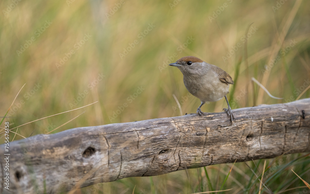 A vigilant female Blackcap with a soft brown cap perches on a rugged log, set against the golden hues of a meadow's grasses A vigilant female Blackcap with a soft brown cap perches on a rugged log, set against the golden hues of a meadow's grasses
