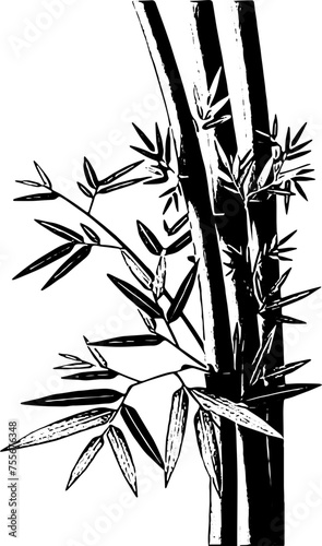 Fototapeta Naklejka Na Ścianę i Meble -  bamboo tree, silhouette bamboo