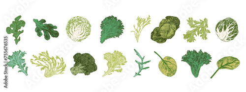 Cabbage and lettuce engraved illustrations. Big vegetable set photo