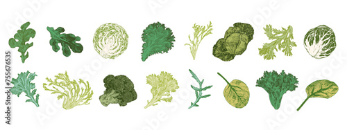 Cabbage and lettuce engraved illustrations. Big vegetable set