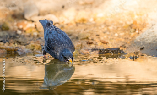 In the warm glow of sunset, a glossy Starling leans towards the water for a drink, its reflection and ripples creating a tranquil scene photo