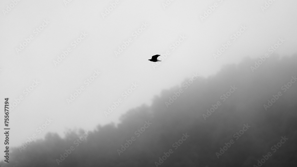 Serene crow flight over misty forest at dawn Serene crow flight over misty forest at dawn