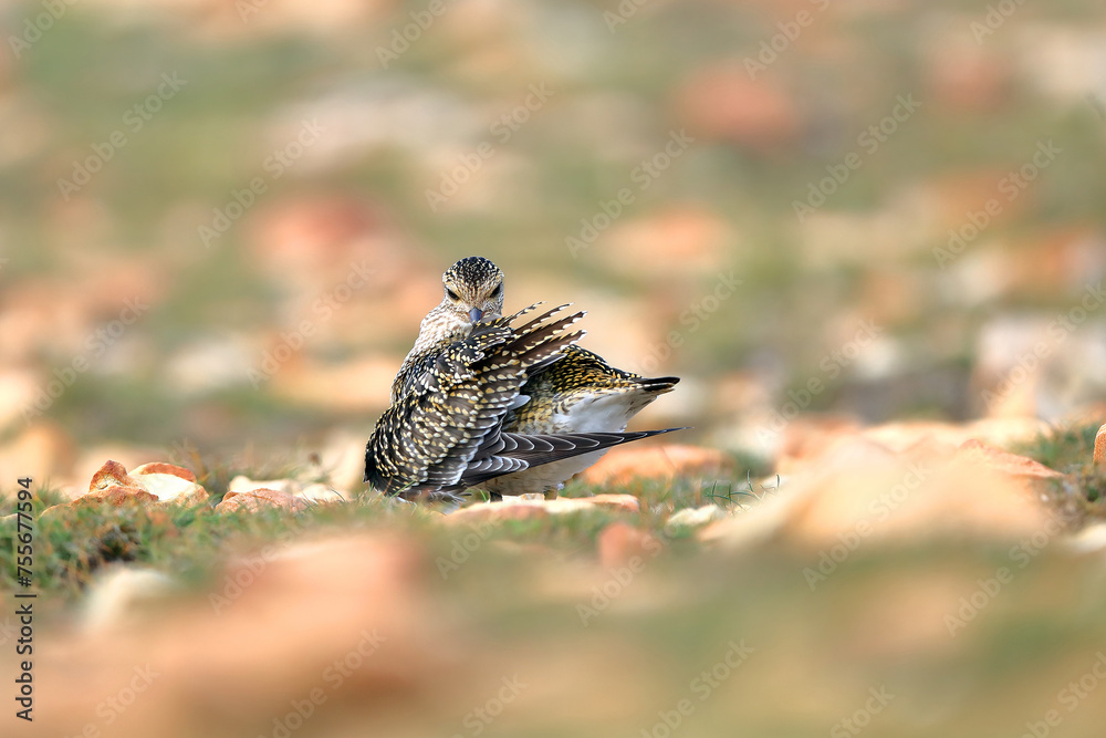 Golden plover in natural habitat during autumn Golden plover in natural habitat during autumn
