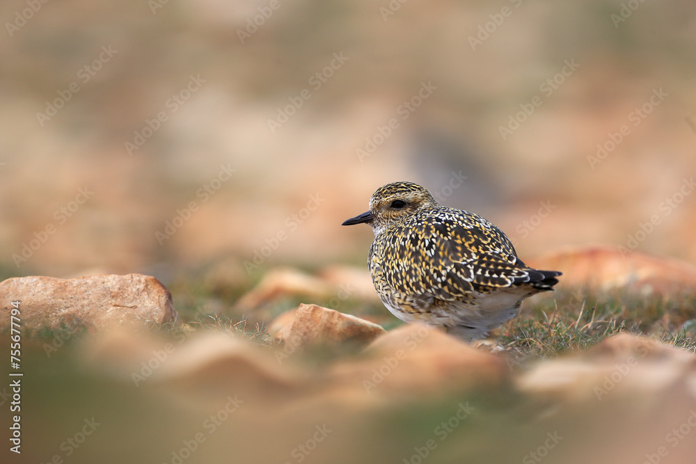 Golden Plover in Natural Habitat Captured Close-Up Golden Plover in Natural Habitat Captured Close-Up