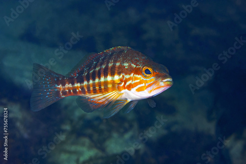 A Comber fish, identifiable by its striped pattern, hovers in the deep blue waters of the Atlantic Ocean, showcasing the vibrant marine life photo