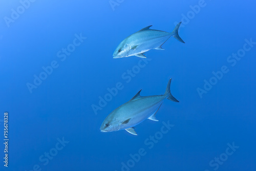 A pair of jackfish calmly navigate the clear blue waters of the Atlantic, their sleek bodies glinting in the sunlight filtered through the sea