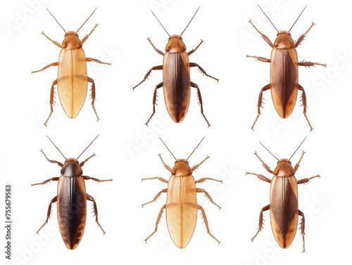 Cockroach collection set isolated on transparent background, transparency image, removed background