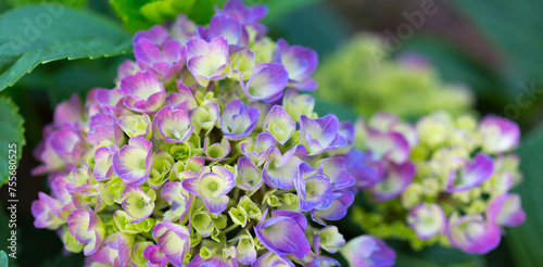 Beautiful purple hydrangea flowers in the garden