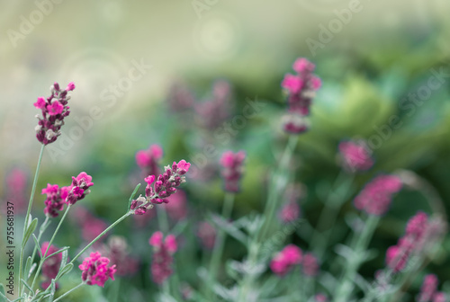 Blooming pink lavender in a field isolated on green