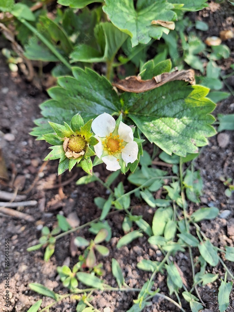 Fototapeta premium Small strawberry plants in a garden