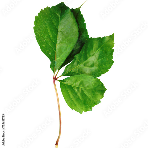An unique concept of isolated spring leaf on plain background , very suitable to use in mostly plant project.