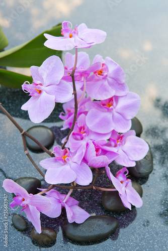 Black spa stone and pink orchid flowers on the gray table background.