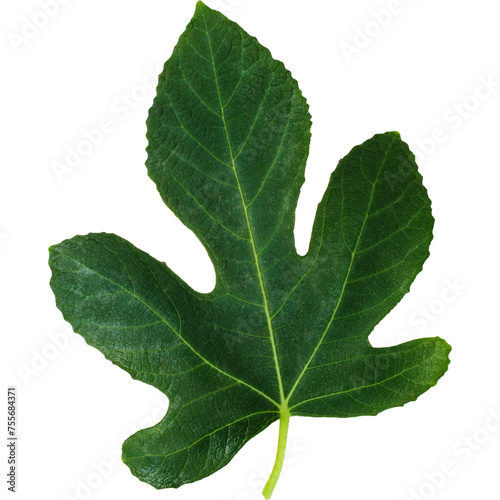 An unique concept of isolated spring leaf on plain background   very suitable to use in mostly plant project.