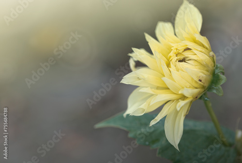 Yellow dahlia with drops of water close up