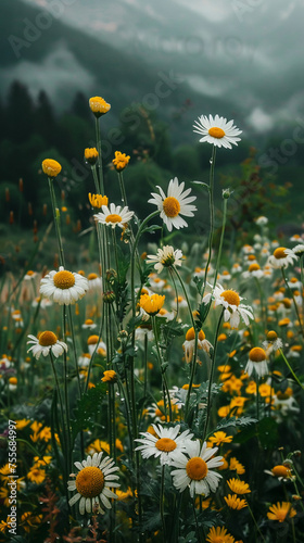 A stunning summer scene with a natural backdrop featuring yellow and white daisies © losee