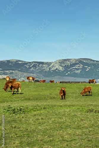 a herd of cows of the Lumisina family with a mountain range behind grazing in a field and some trying to focus their frontal vivison photo