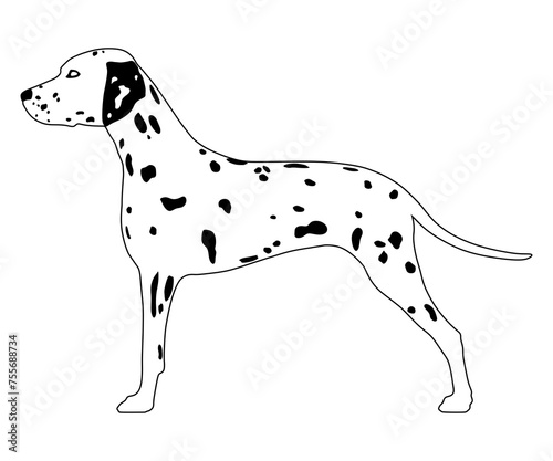 Dalmatian side view