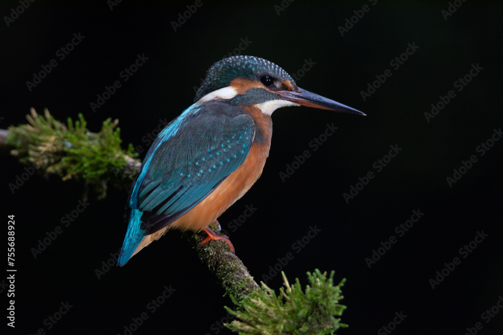 Obraz premium Martín pescador