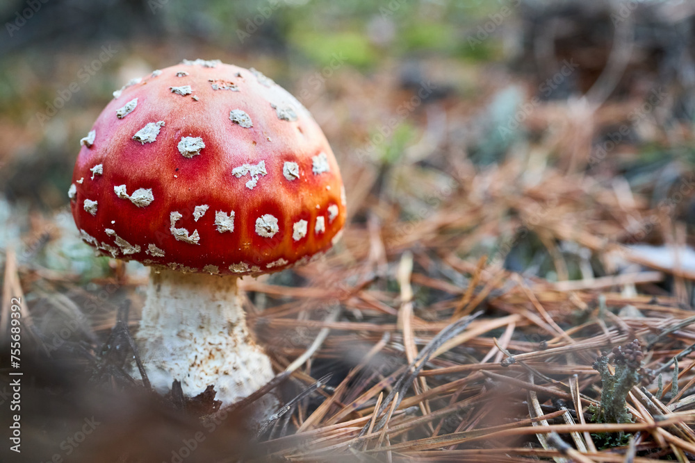 Amanita muscaria or fly agaric or fly amanita basidiomycetes of genus Amanita. Large white gilled white spotted usually red mushroom. Selective focus close up shot. Amanita muscaria or fly agaric or fly amanita basidiomycetes of genus Amanita. Large white gilled white spotted usually red mushroom. Selective focus close up shot.