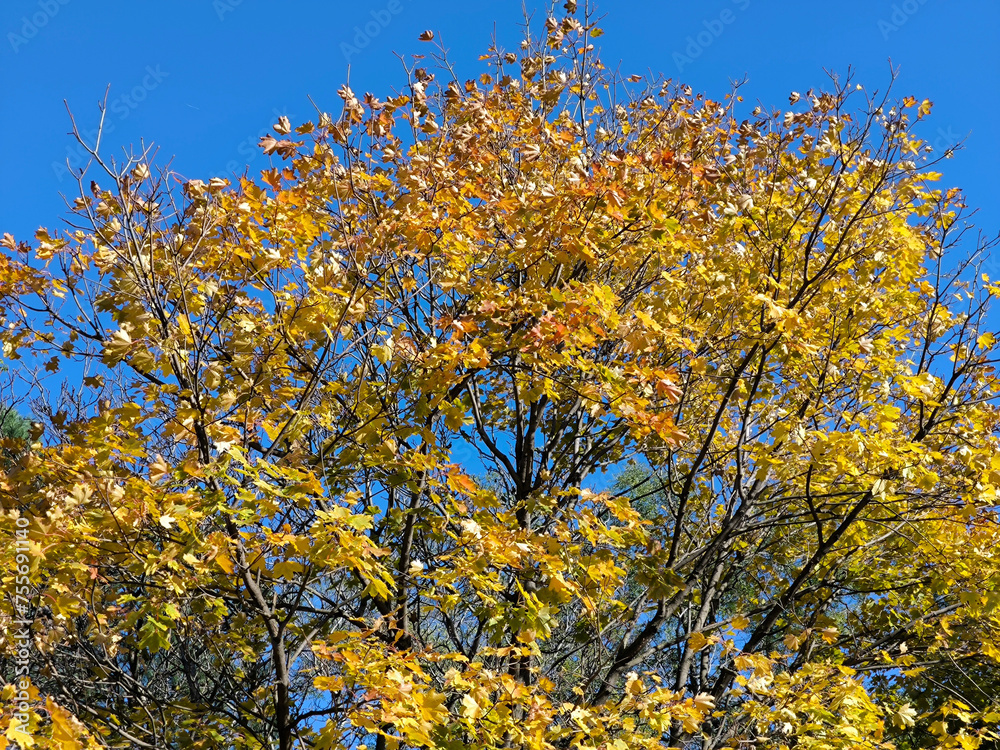 colorful autumn in Backi Petrovac, Vojvodina
