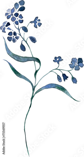 WALD Vergissmeinnicht - forget Me Not Aquarell