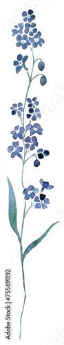 WALD Vergissmeinnicht - forget Me Not Aquarell