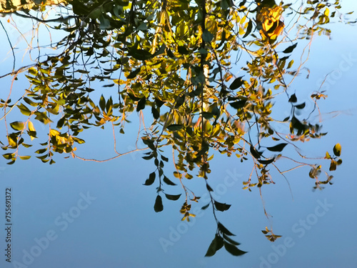 colorful autumn in Backi Petrovac, Vojvodina photo