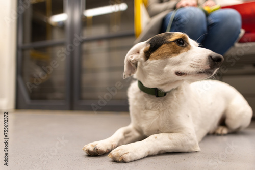 White dog on a leash in public transport
