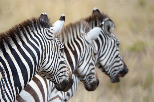 Three zebras, equus quagga, in a row against grasslands background. During the annual great migration in the Masai Mara, Kenya
