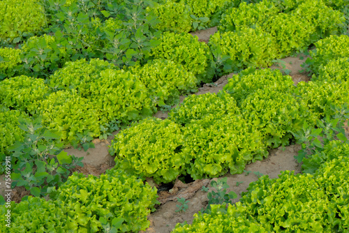 Fresh green curly cabbage growing on beds in the soil, cultivated by farmers in natural conditions © Mariyka LnT