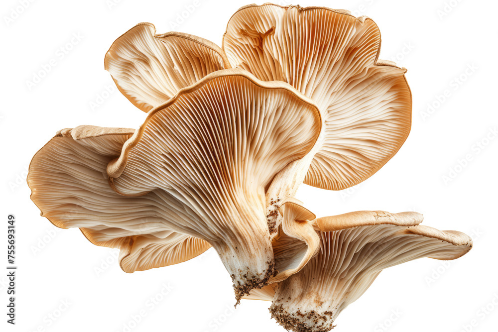 mushroom slices hovering in the air, emphasizing the earthy tones and unique shapes. mushroom slices hovering in the air, emphasizing the earthy tones and unique shapes.