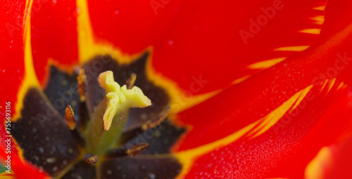 Close up of red tulip flower. Abstract background.
