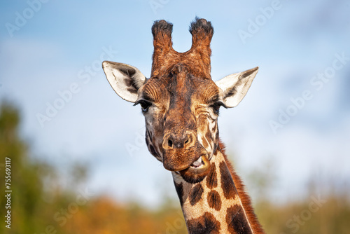 Fototapeta Naklejka Na Ścianę i Meble -  Front on view of a Rothschild giraffe, Giraffa camelopardalis camelopardalis, against green foliage and blue sky background. Space for text.