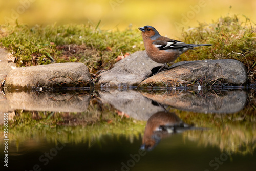 Chaffinch stood on rock at the edge of a woodland pool