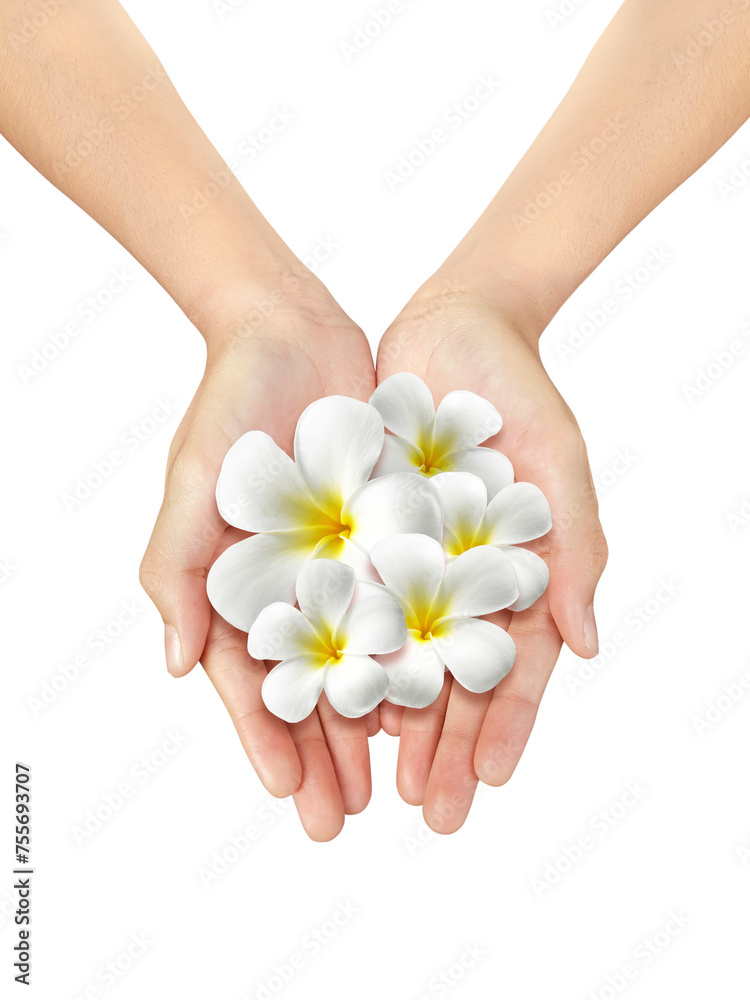 Beautiful woman hand holding a frangipani flower, transparent background