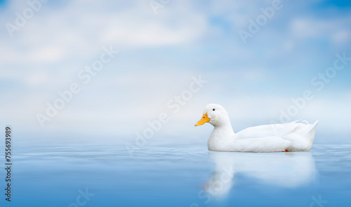 A white American duck with yellow beak swims on a blue lake against a blue sky. Wild duck swims in the lake.