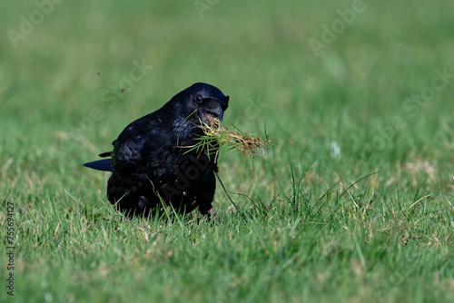 Corneille noire - Corvus corone photo