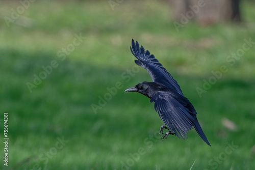 Corneille noire - Corvus corone