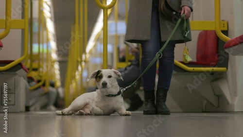 A white dog with a patch over one eye is lying on the floor of a metro train, resting calmly at its owner's feet