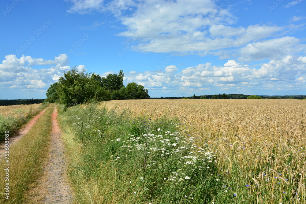 Obraz premium Feldweg am Getreidefeld