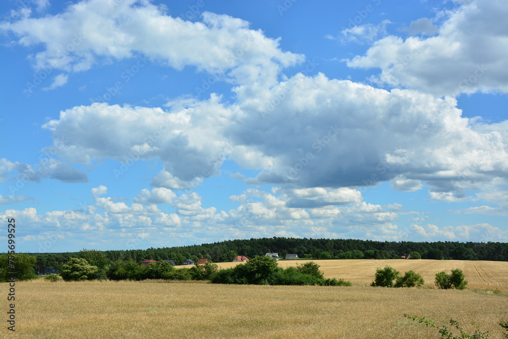 Getreidefeld bei Kirchmöser bei Brandenburg Getreidefeld bei Kirchmöser bei Brandenburg