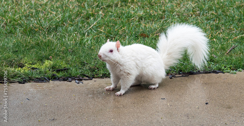 Rare Albino Squirrel on Wet Pavement