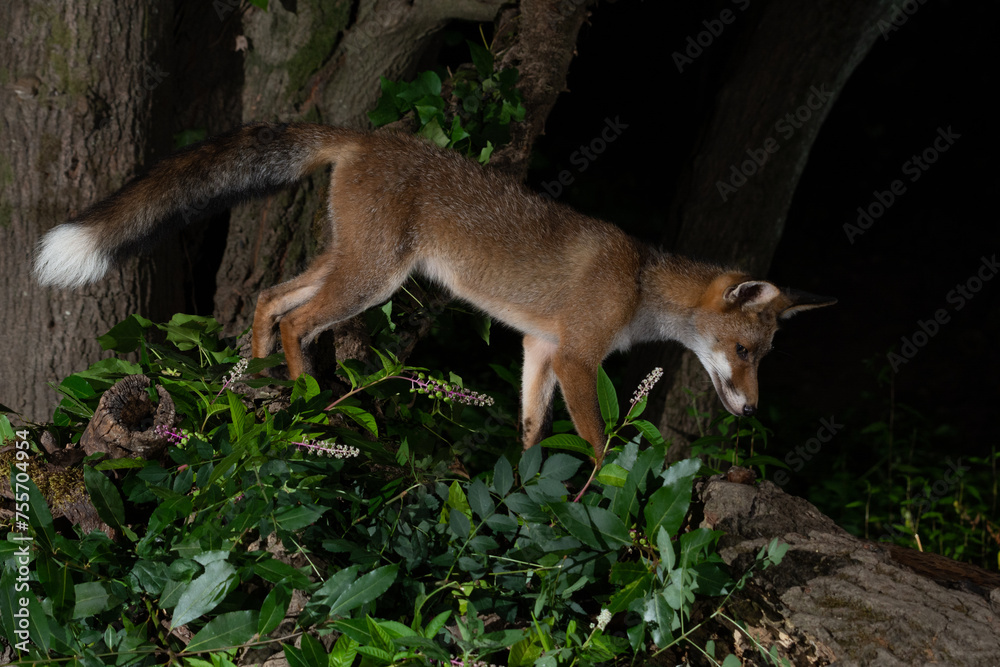 Obraz premium Zorro Vulpes vulpes